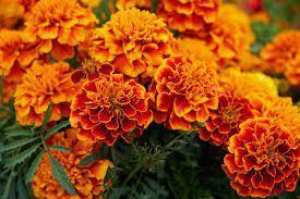 Picture of Marigold flower 